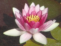 lotus